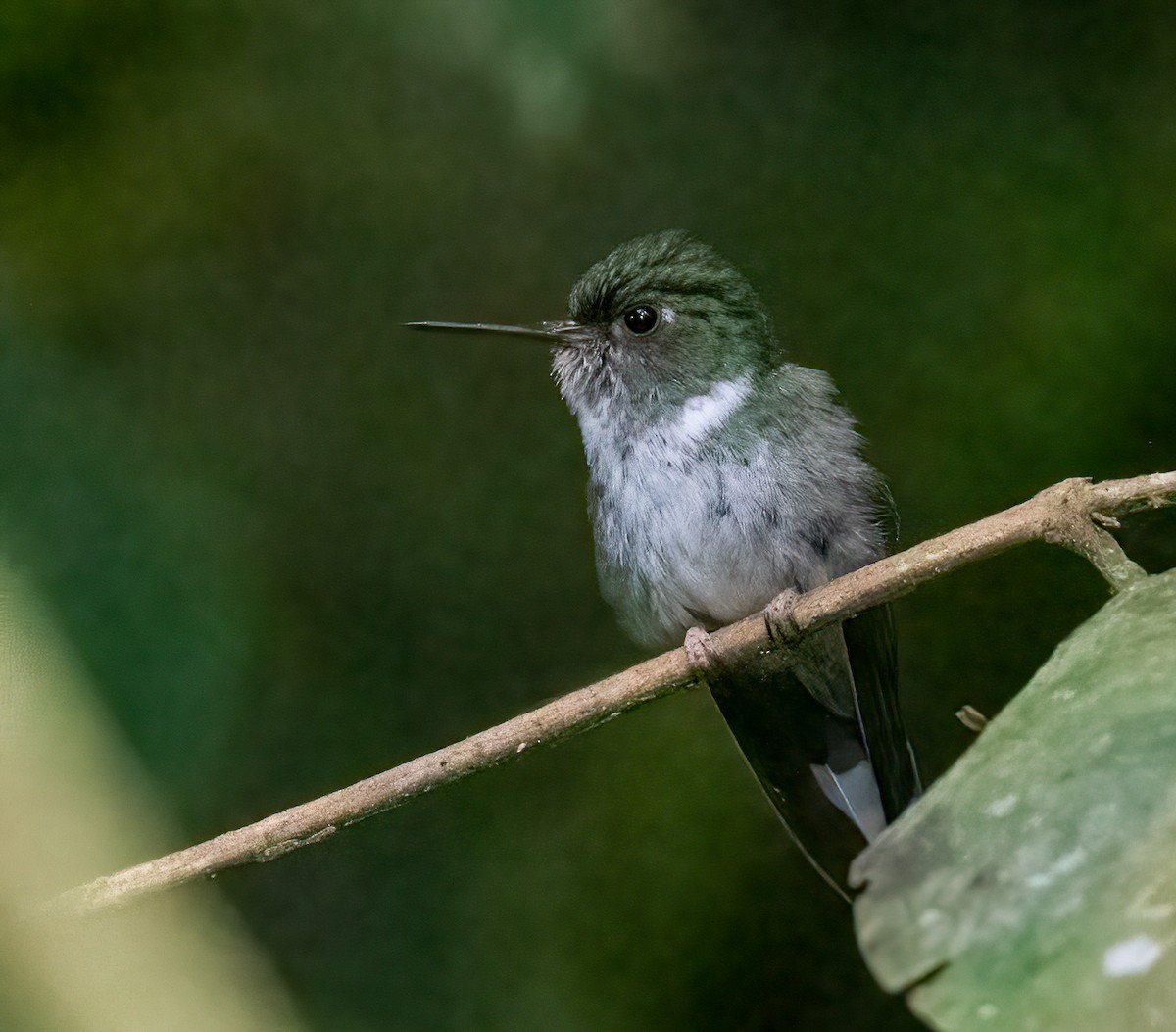 kolibřík ekvádorský - ML433518651