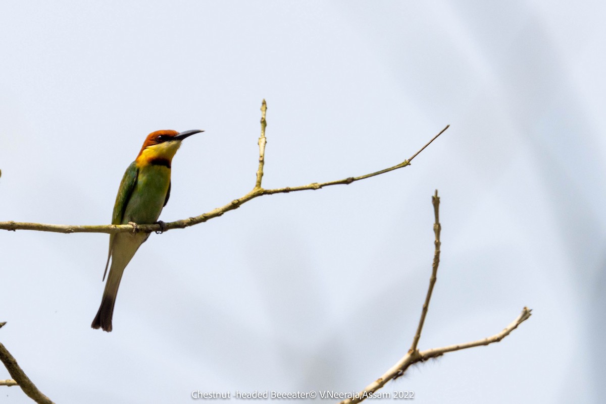 Chestnut-headed Bee-eater - Neeraja V