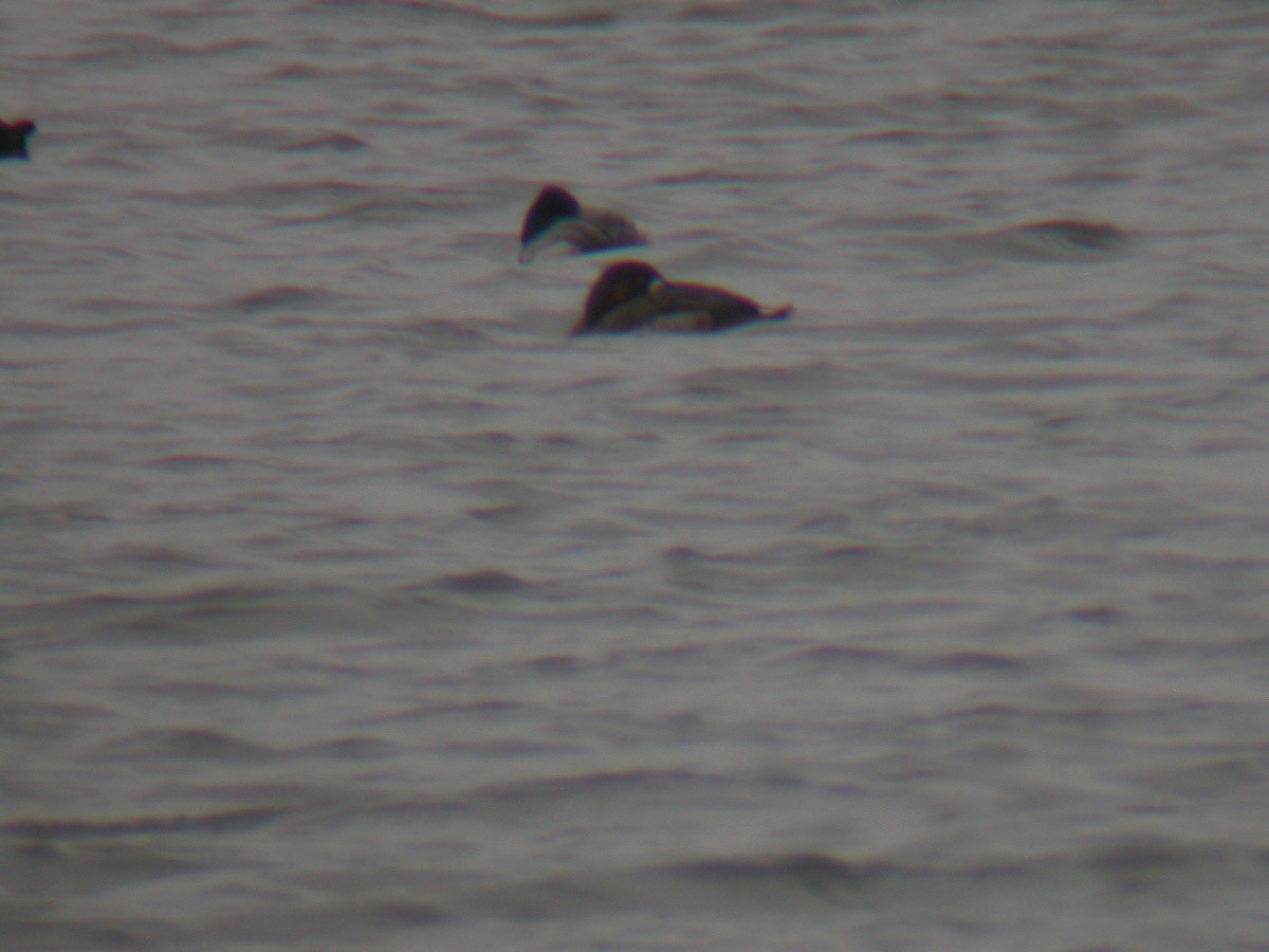 Greater Scaup - ML43352781
