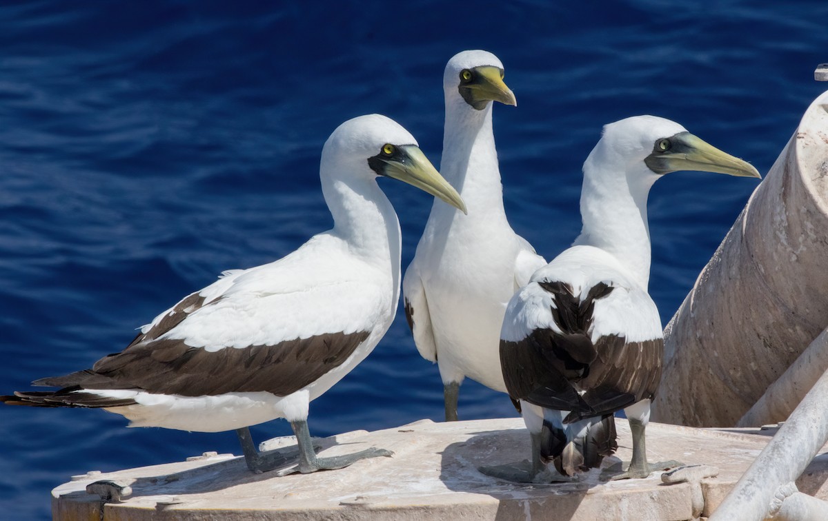 Masked Booby - ML433535031