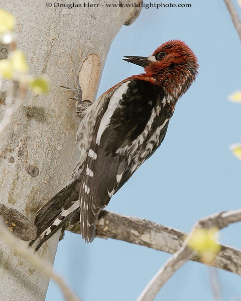 Red-breasted Sapsucker - ML43355081