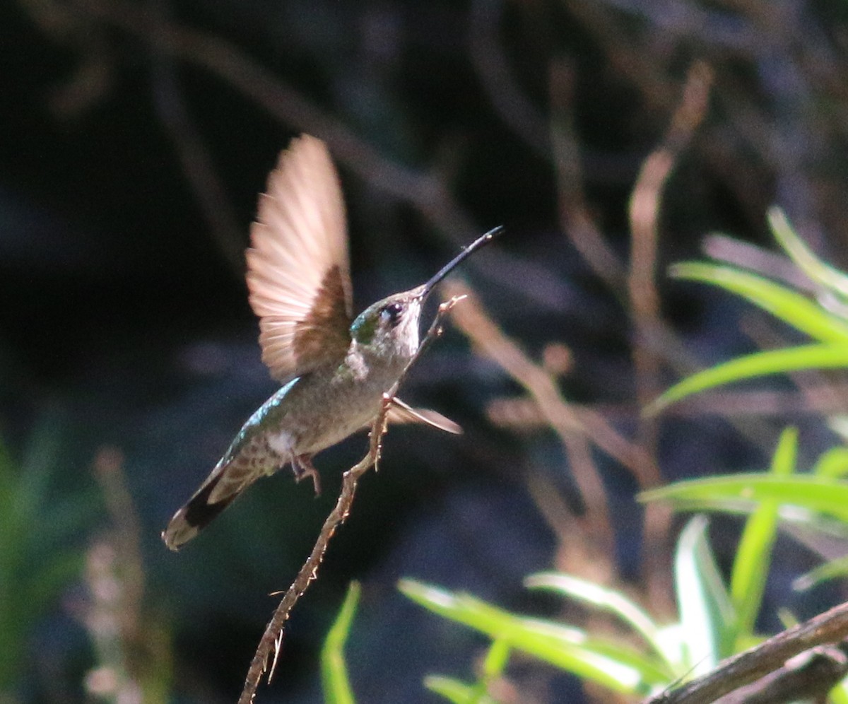 Rivoli's Hummingbird - Nathan Pieplow