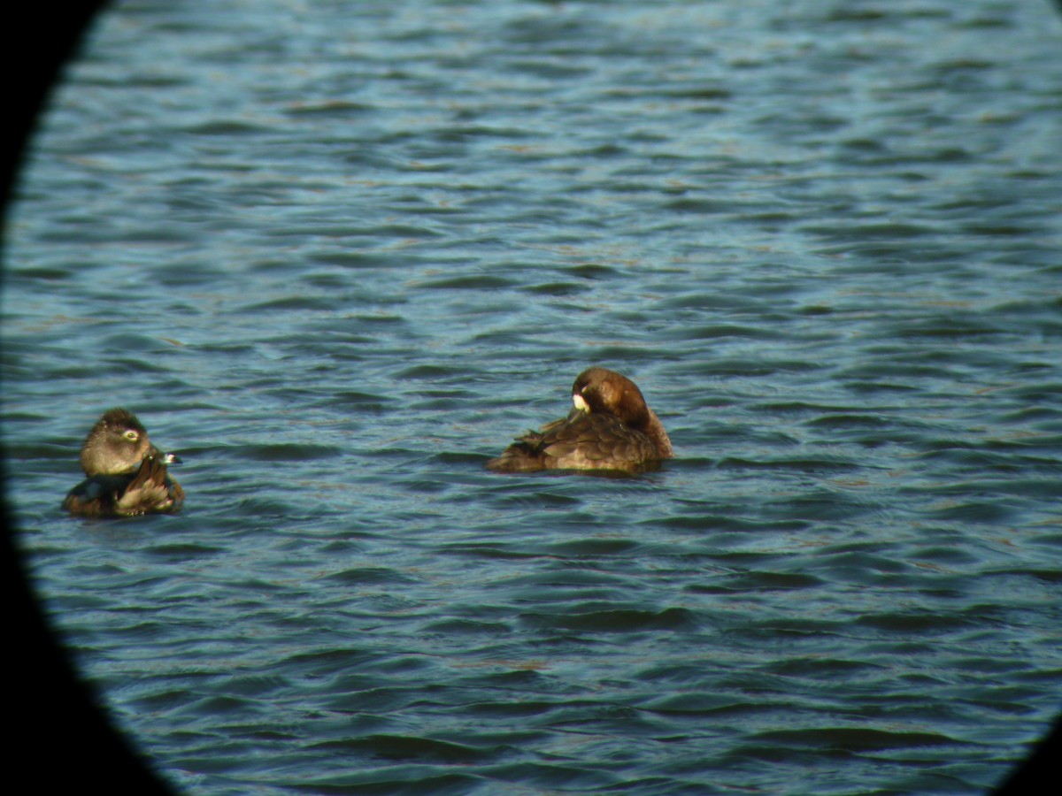 Greater Scaup - ML43355701