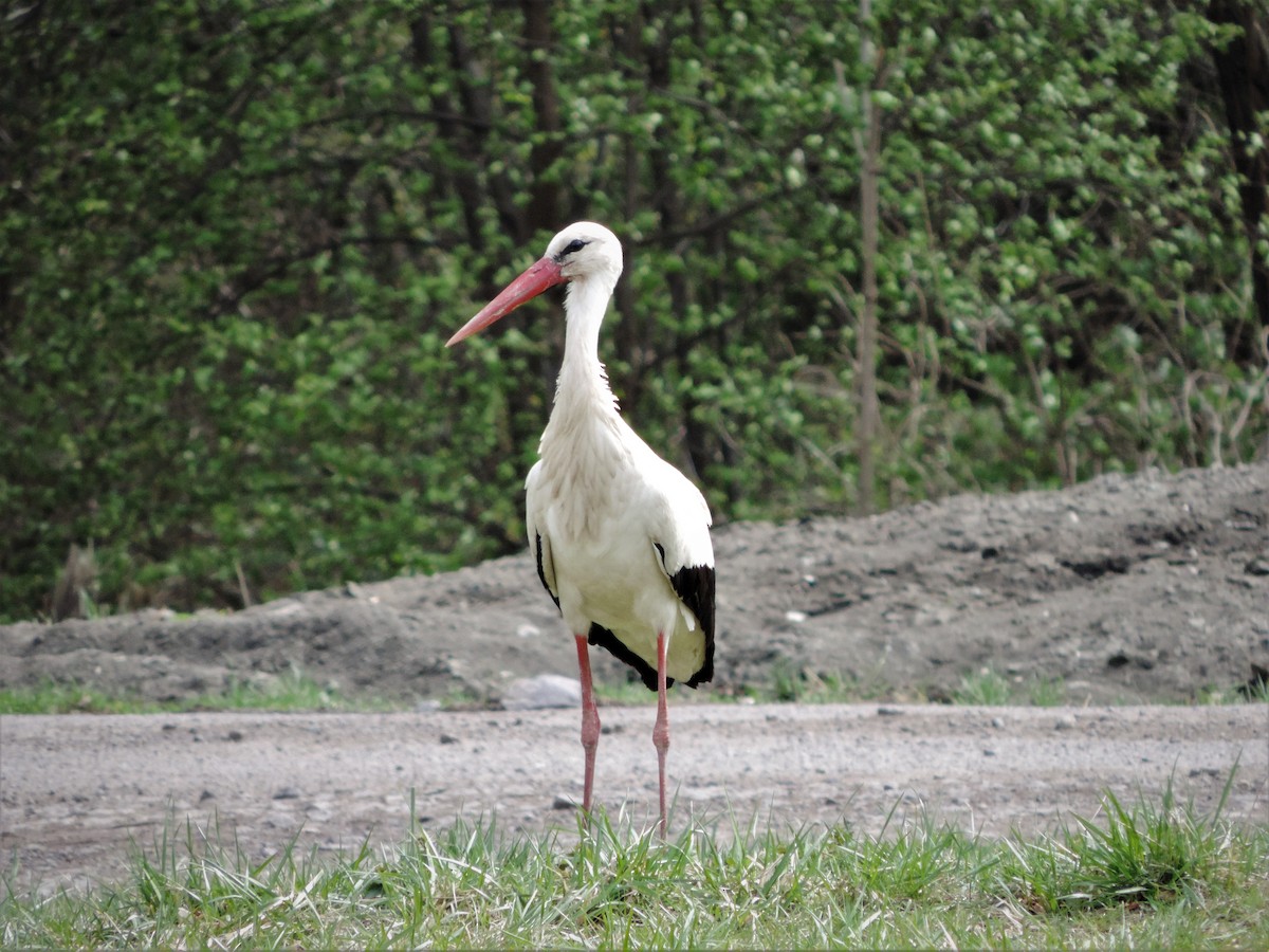 White Stork - ML433558101