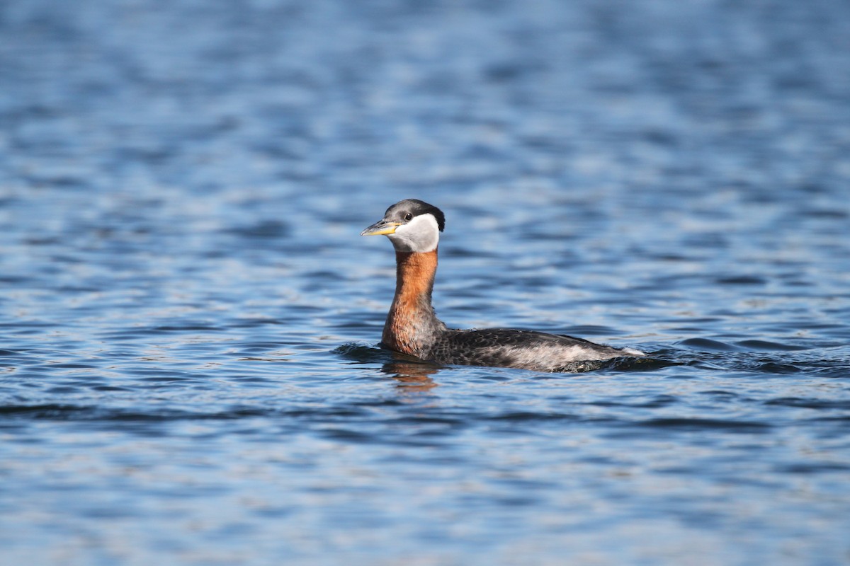 Red-necked Grebe - ML433561391