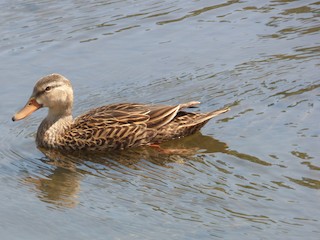 Mottled Duck, ML433568031
