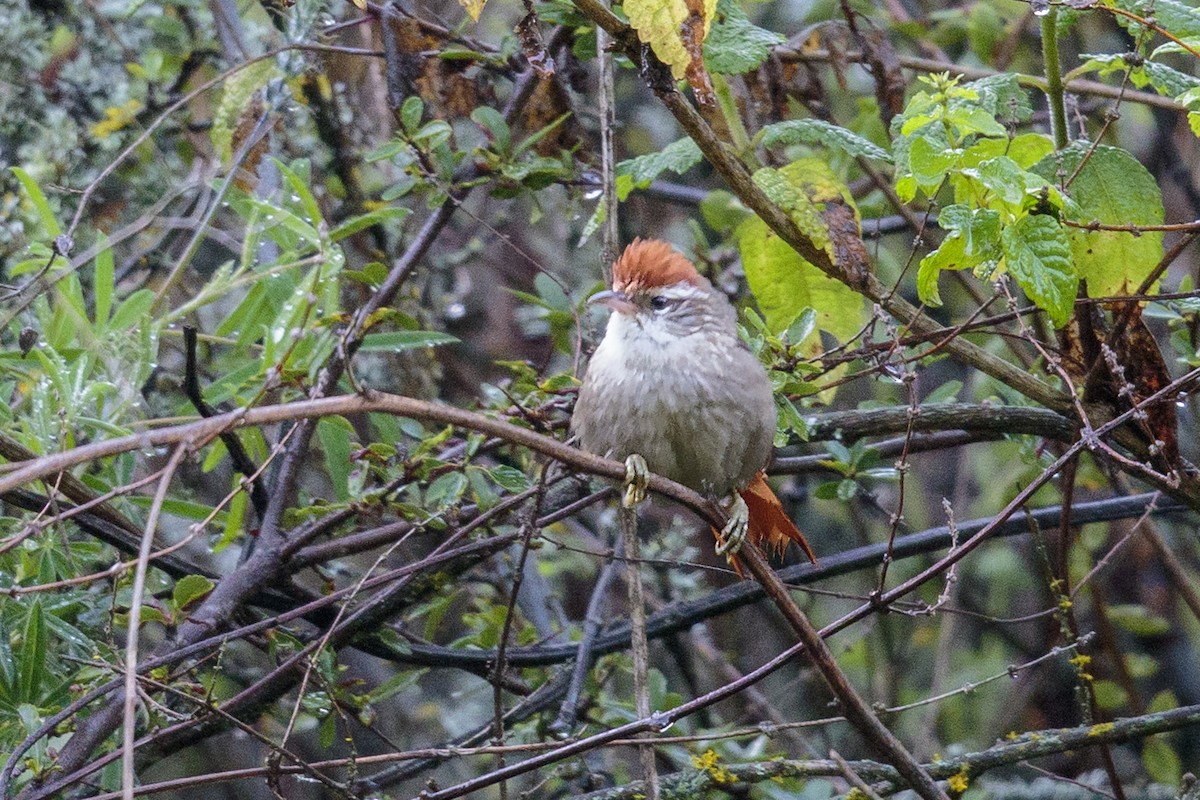 Line-cheeked Spinetail (Baron's) - ML433569121