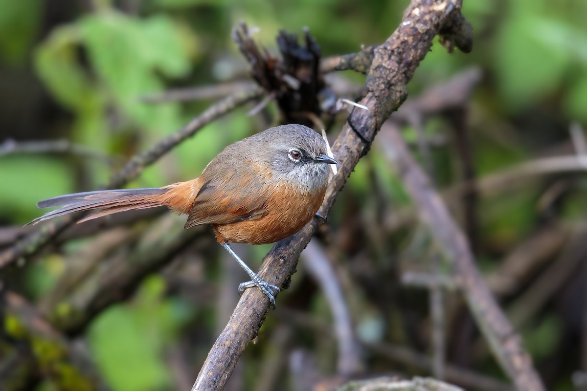 Russet-bellied Spinetail - ML433569211