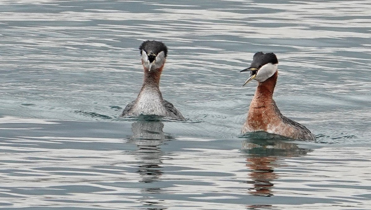 Red-necked Grebe - ML433569781