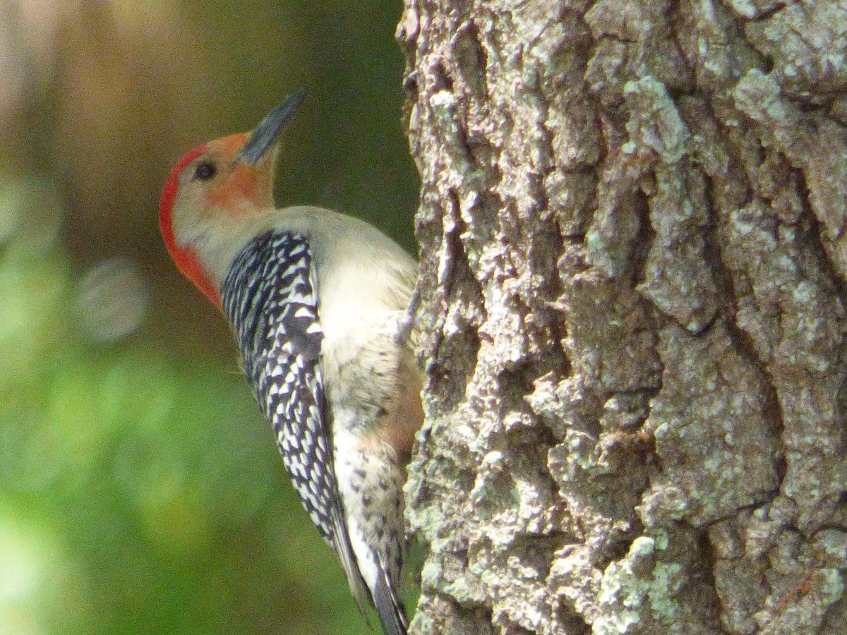 Red-bellied Woodpecker - ML433570031