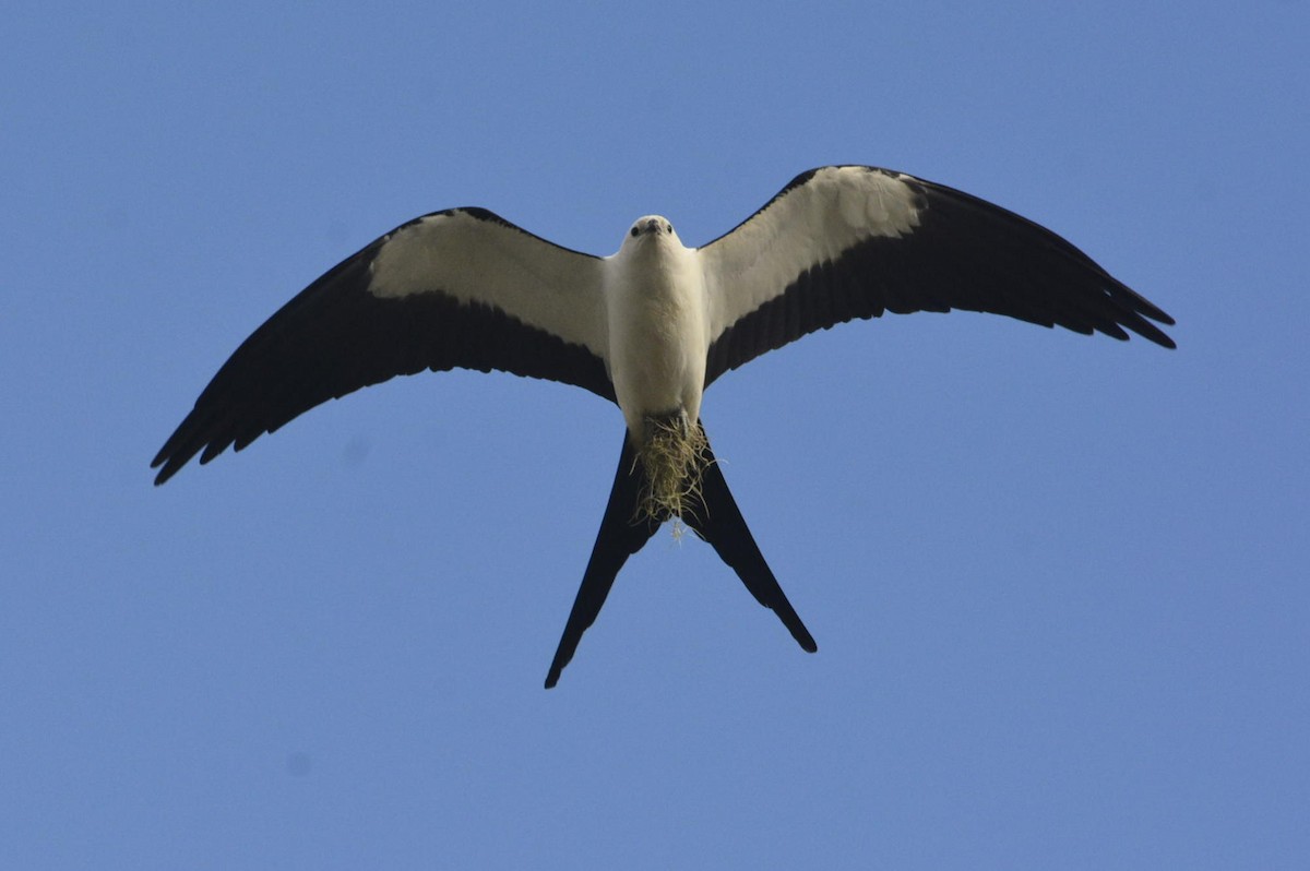 Swallow-tailed Kite - ML433572771