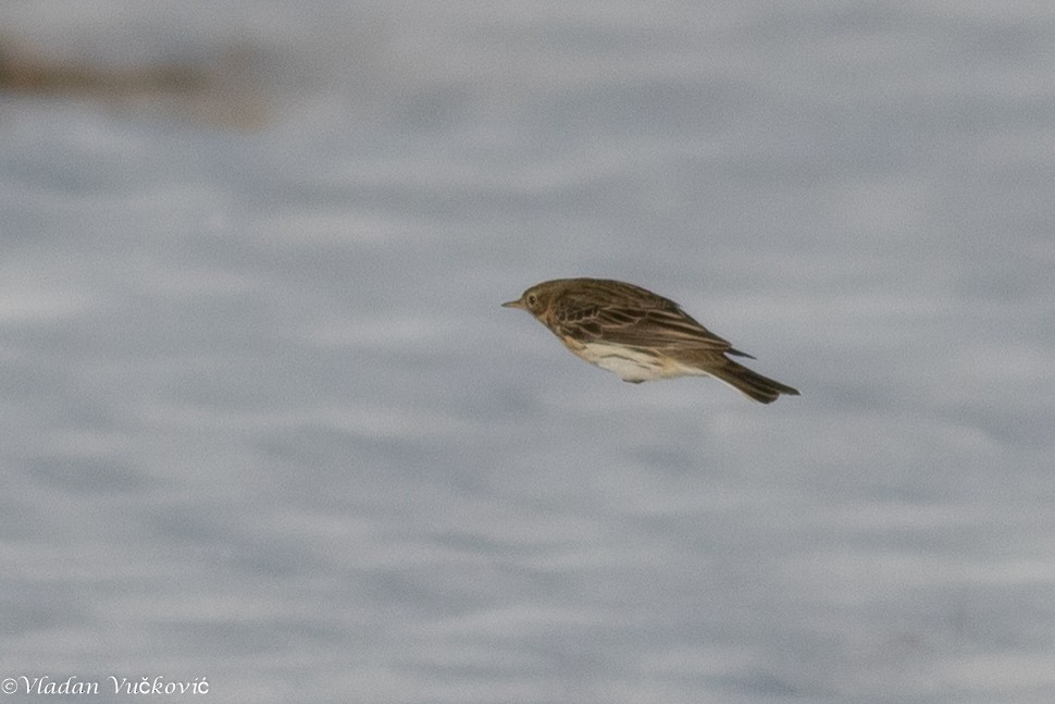 Meadow Pipit - ML433575181