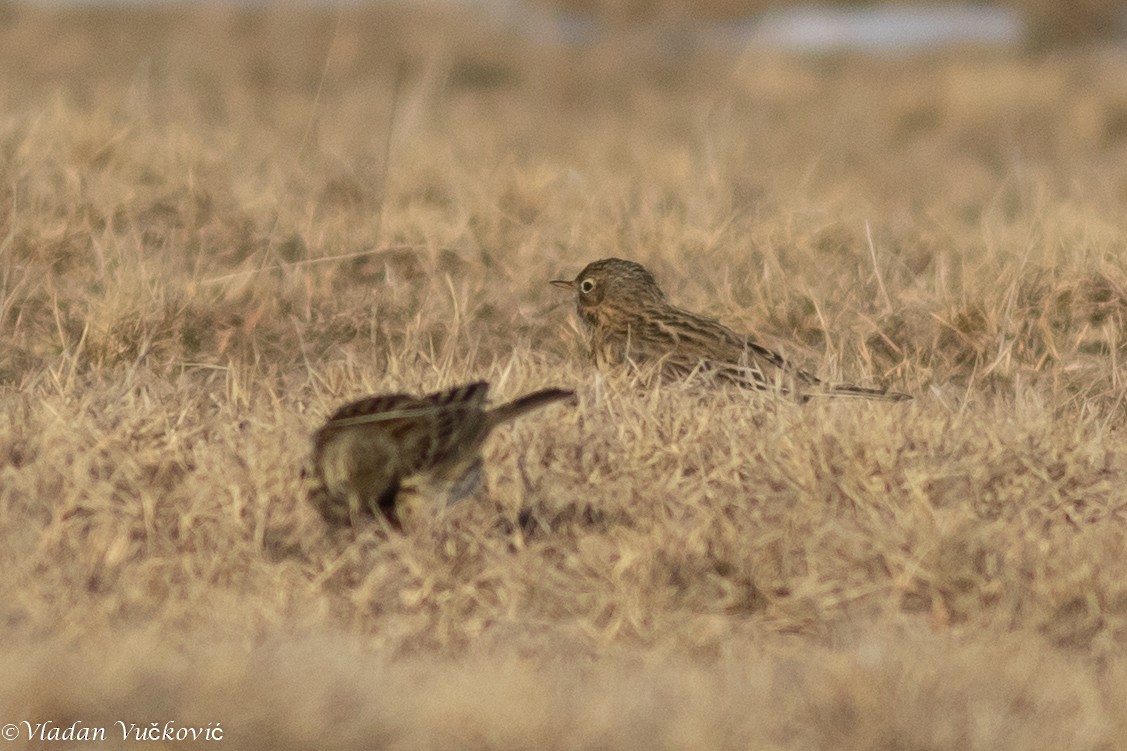 Meadow Pipit - ML433575191