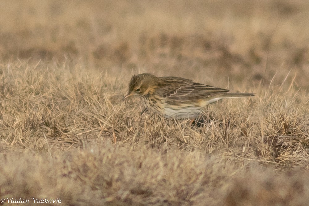 Meadow Pipit - ML433575381