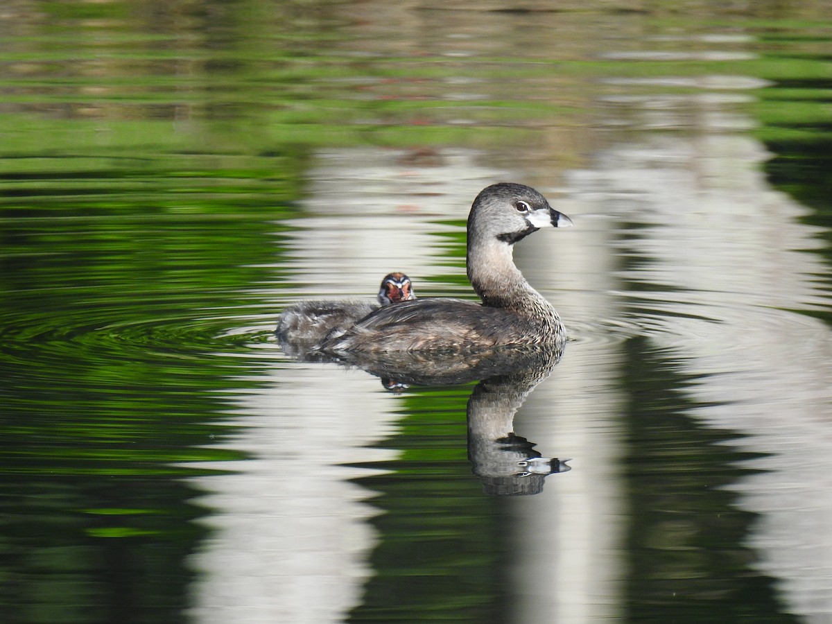 eBird Caribbean Checklist 9 Apr 2022 Jardín Botánico y Cultural de Caguas 30 species