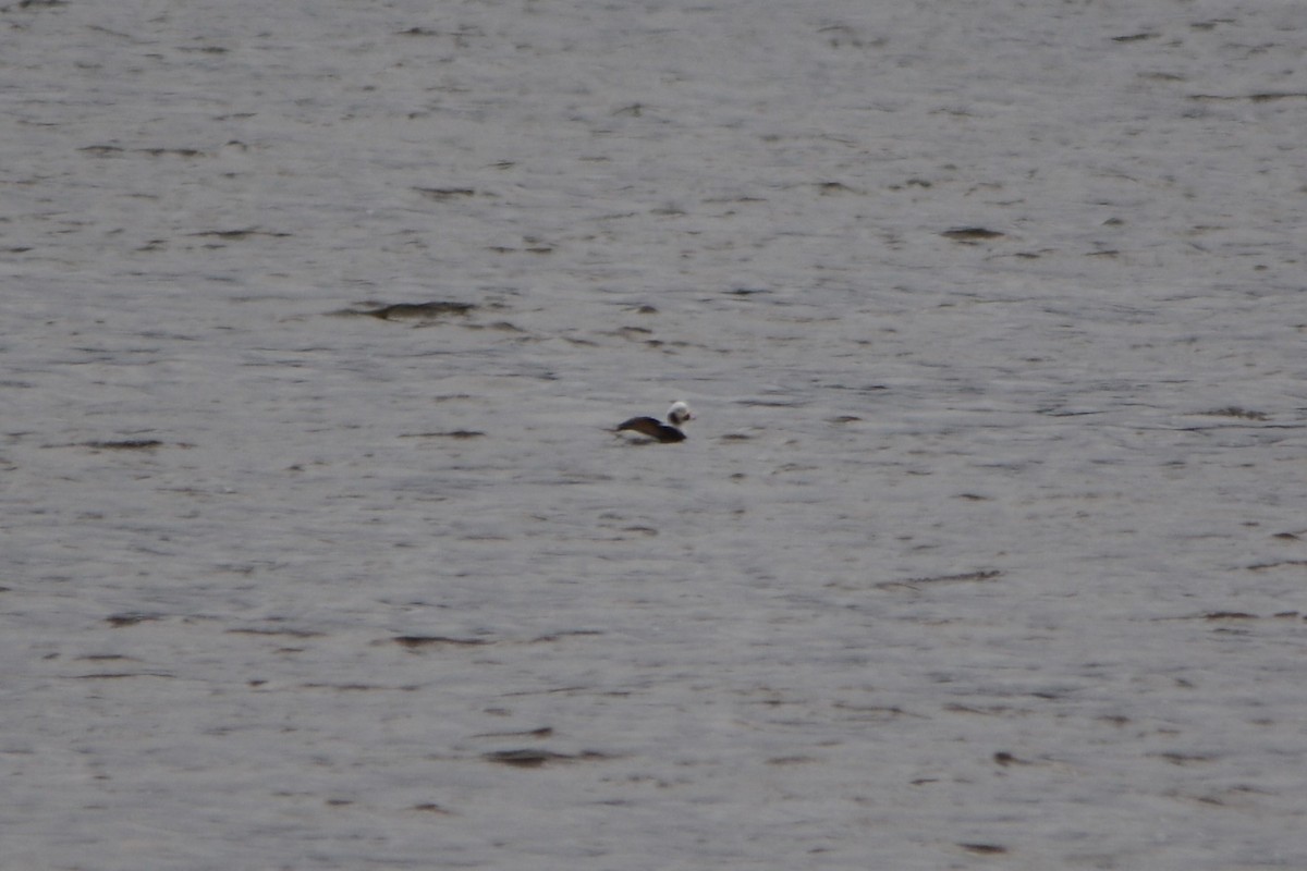 Long-tailed Duck - ML433580191