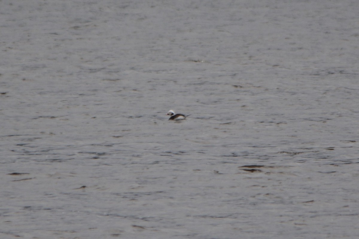 Long-tailed Duck - ML433580361
