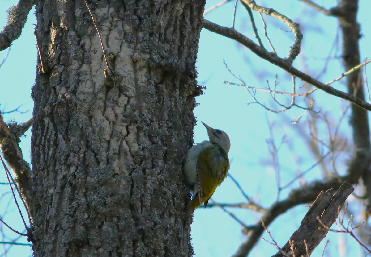 Gray-headed Woodpecker - ML433580921
