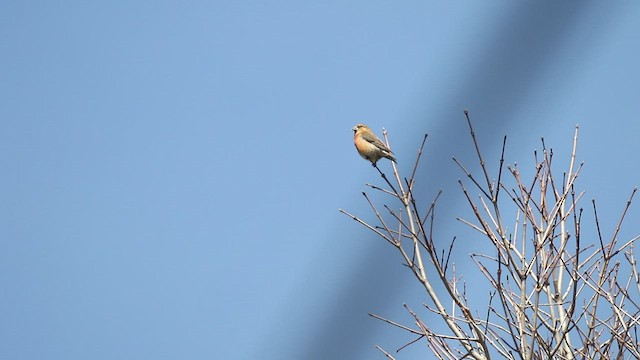 Red Crossbill (Northeastern or type 12) - ML433581591