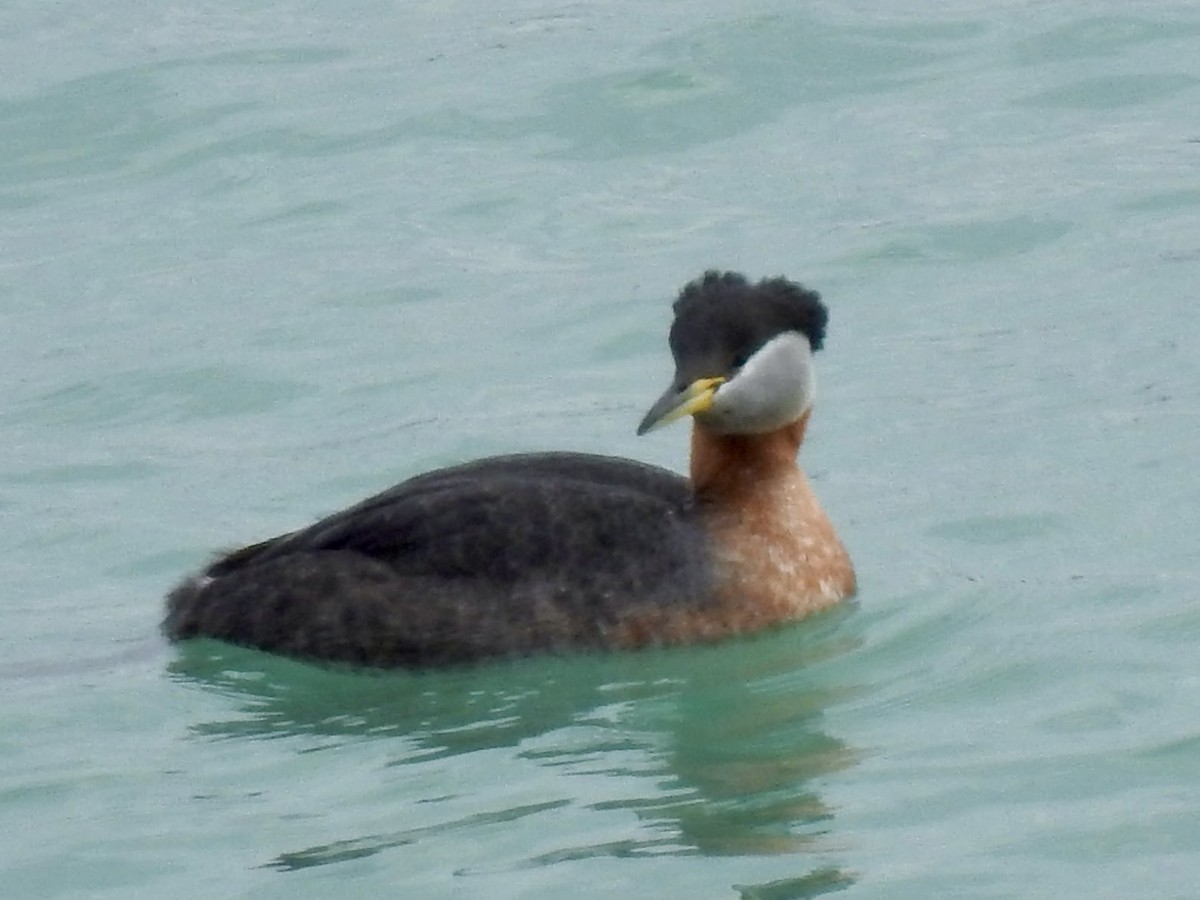 Red-necked Grebe - Linda Standfield