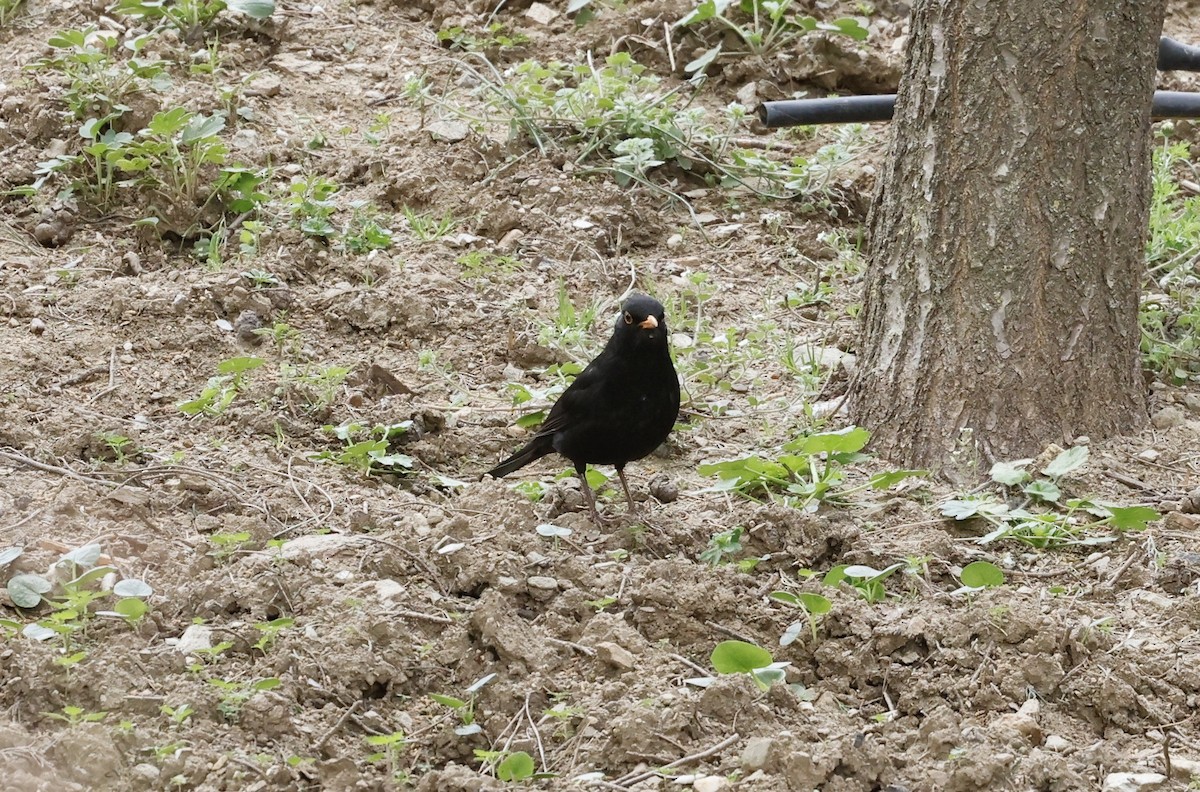 Eurasian Blackbird - ML433588241