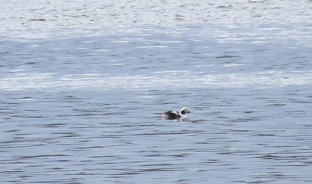 Long-tailed Duck - ML433591991