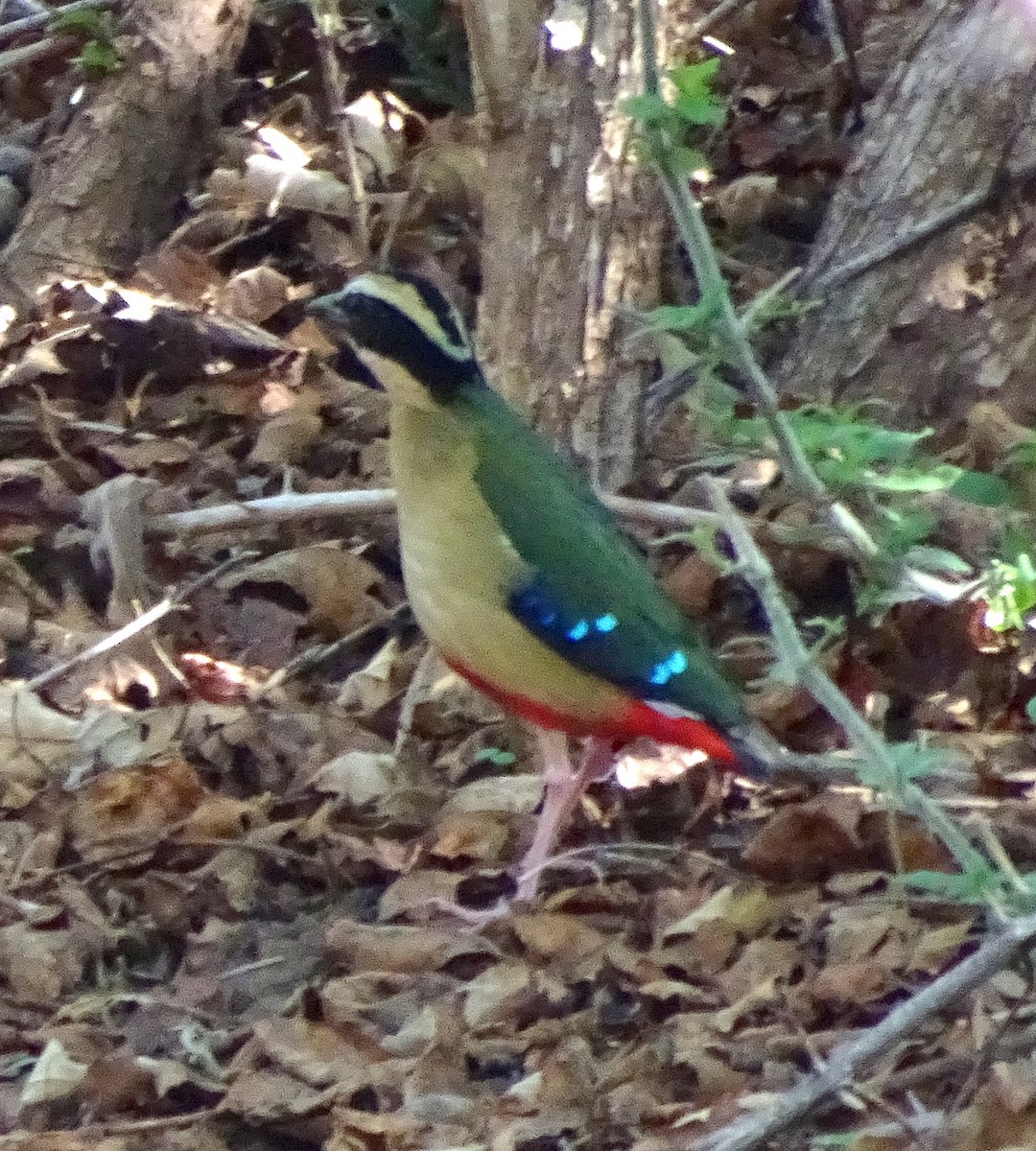African Pitta - Ted Paprocki