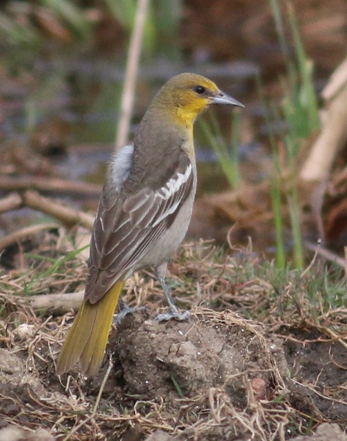 Black-backed Oriole - eBird