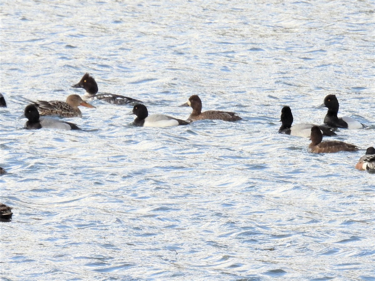 Greater Scaup - ML433609801