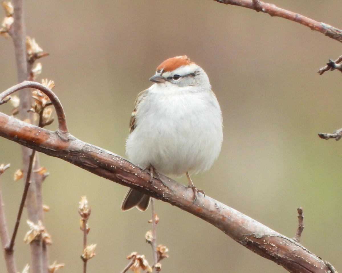 Chipping Sparrow - ML433610041