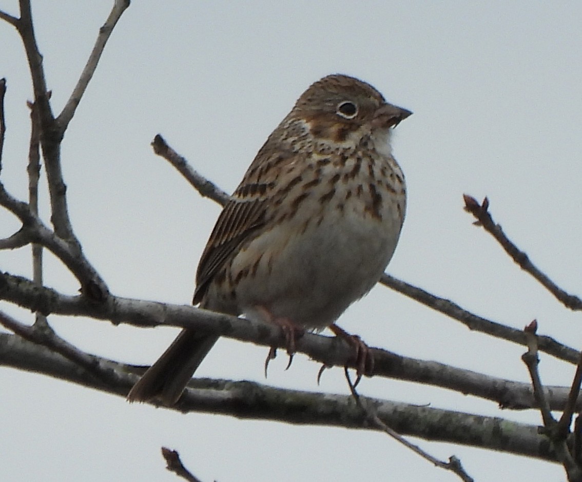 Vesper Sparrow - ML433610131