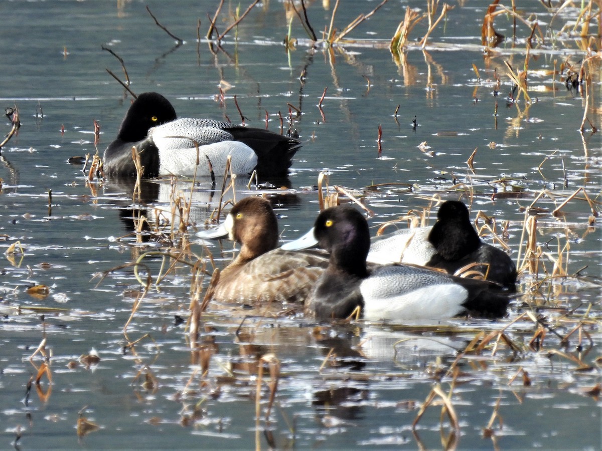 Greater Scaup - ML433610561