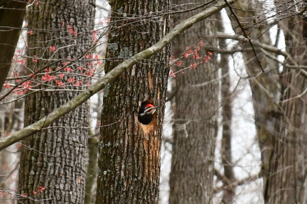 Pileated Woodpecker - ML433617201