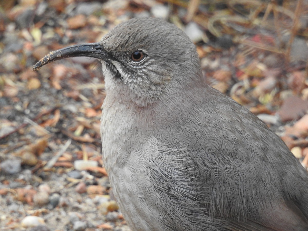 Crissal Thrasher - ML43361751
