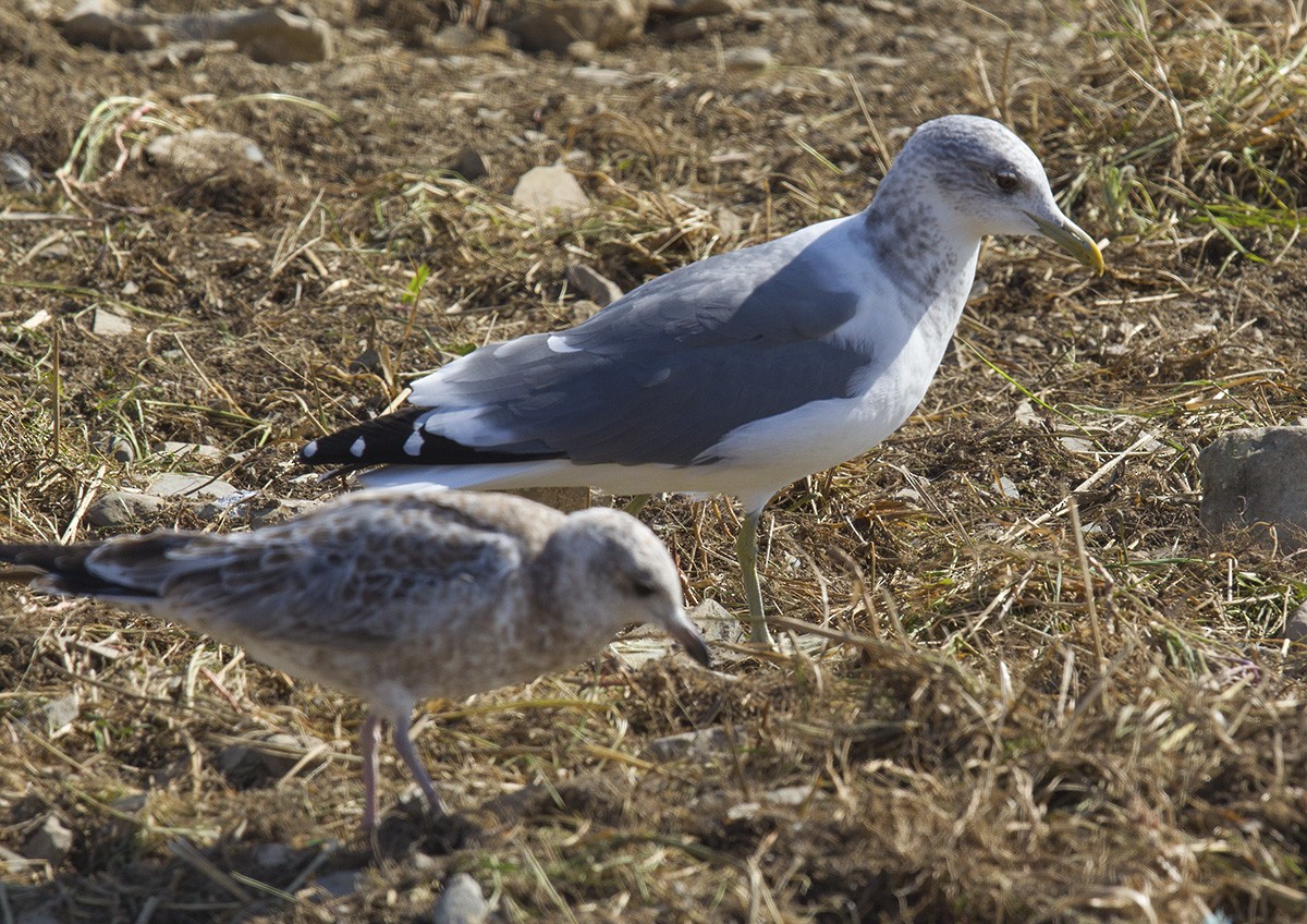 Common Gull (Kamchatka) - Bruce Mactavish