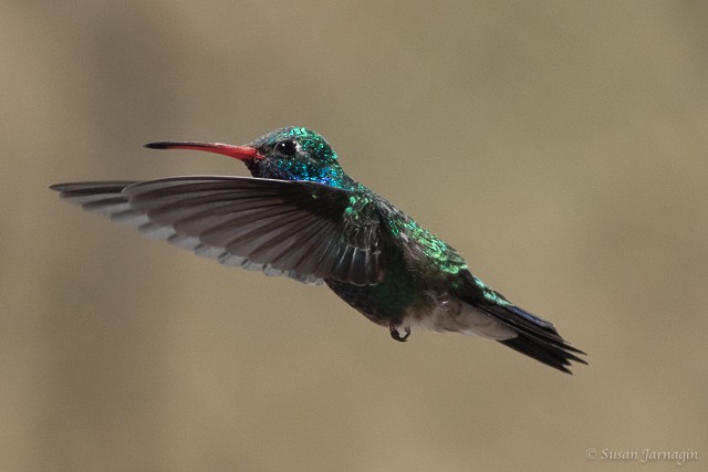 Broad-billed Hummingbird - Susan Jarnagin