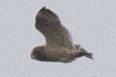 Short-eared Owl - ML433638541