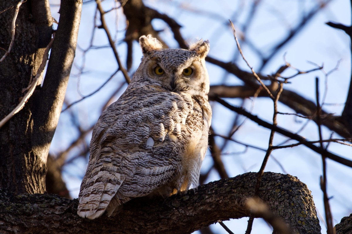 Great Horned Owl - ML433639311
