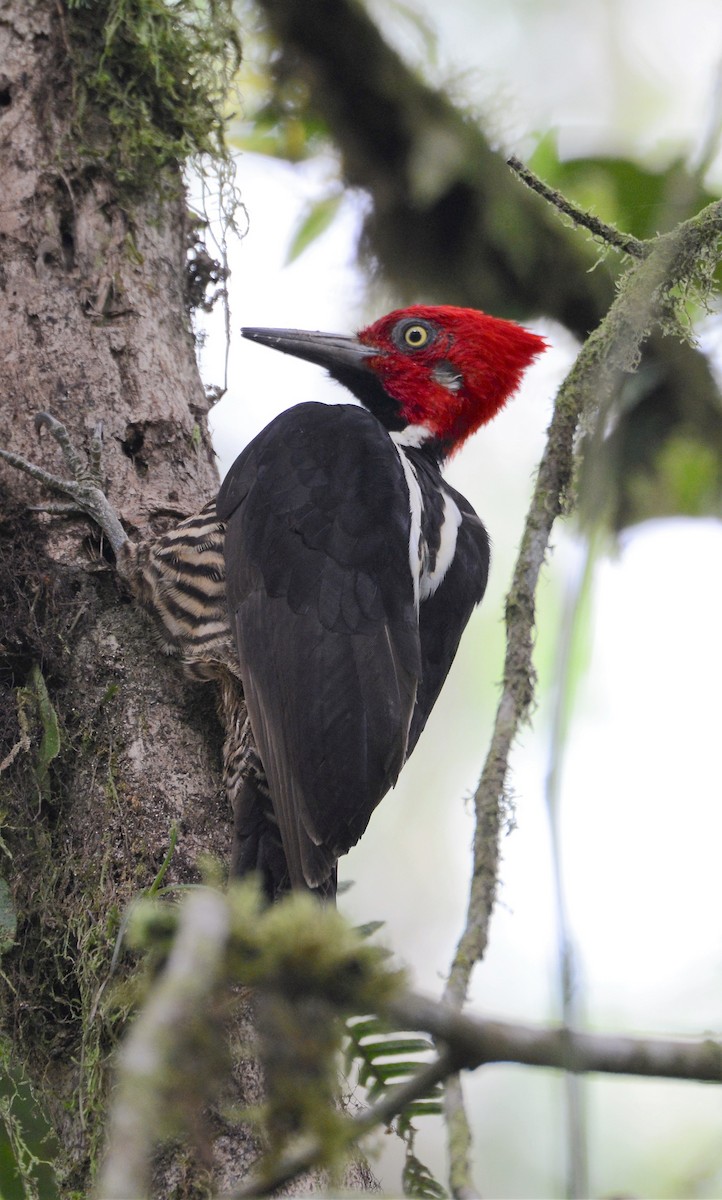 Guayaquil Woodpecker - Neil Wingert