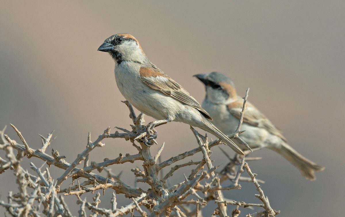 Abd al Kuri Sparrow - Lars Petersson | My World of Bird Photography