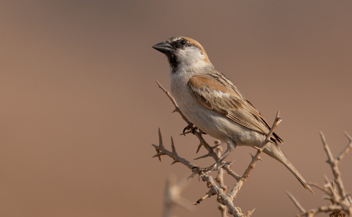 Abd al Kuri Sparrow - Lars Petersson | My World of Bird Photography