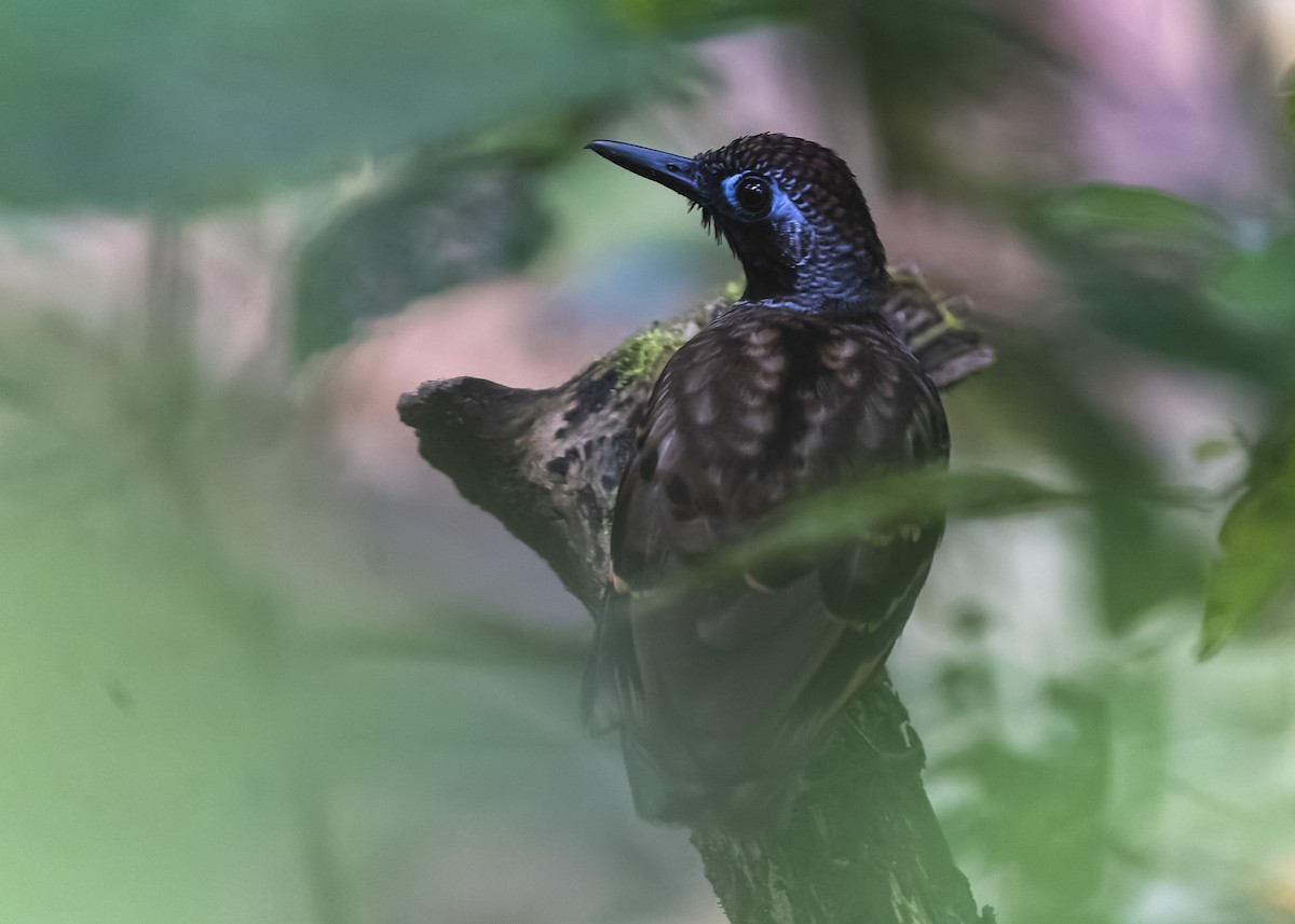 Wing-banded Antbird - ML433648011