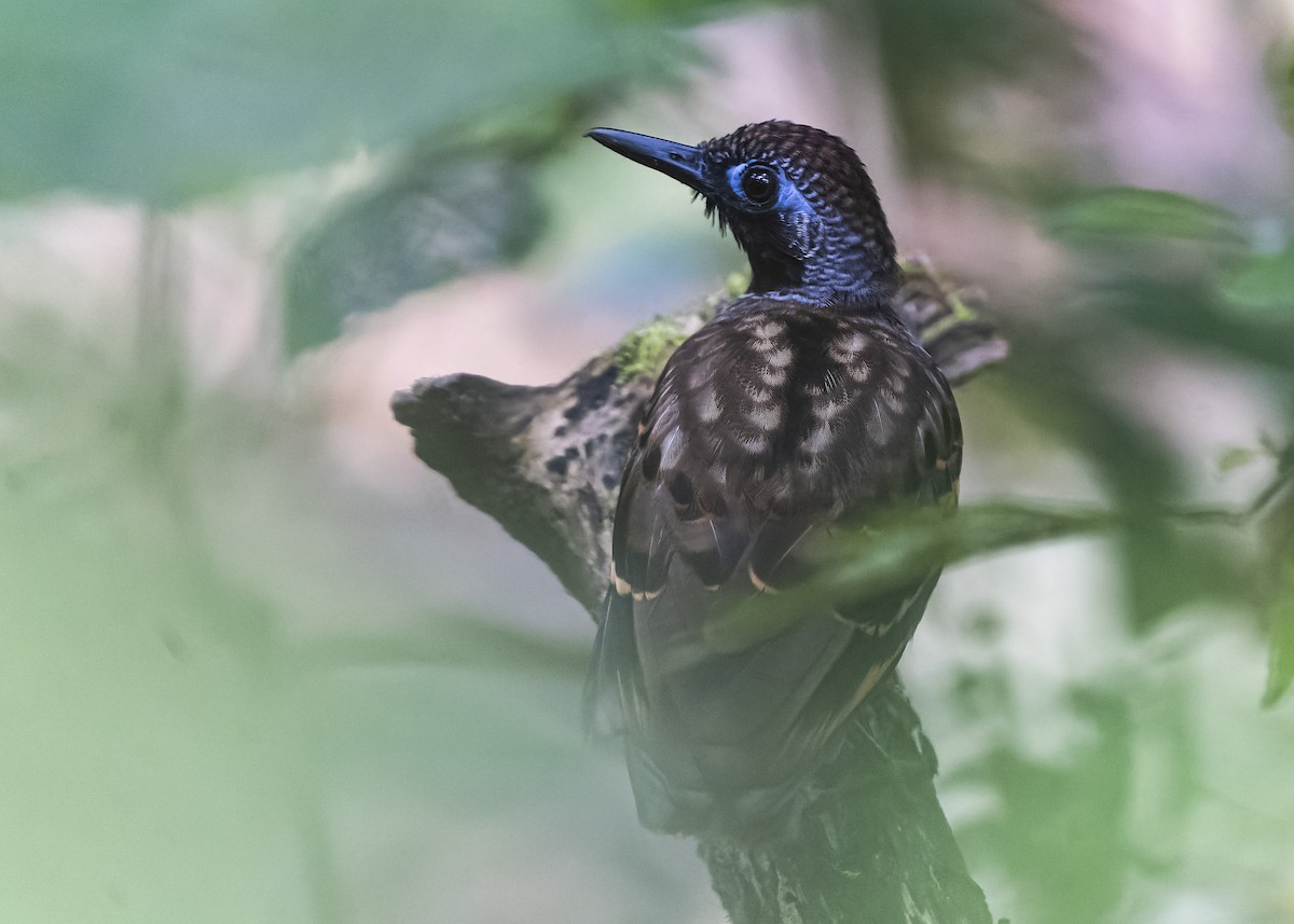 Wing-banded Antbird - ML433648021