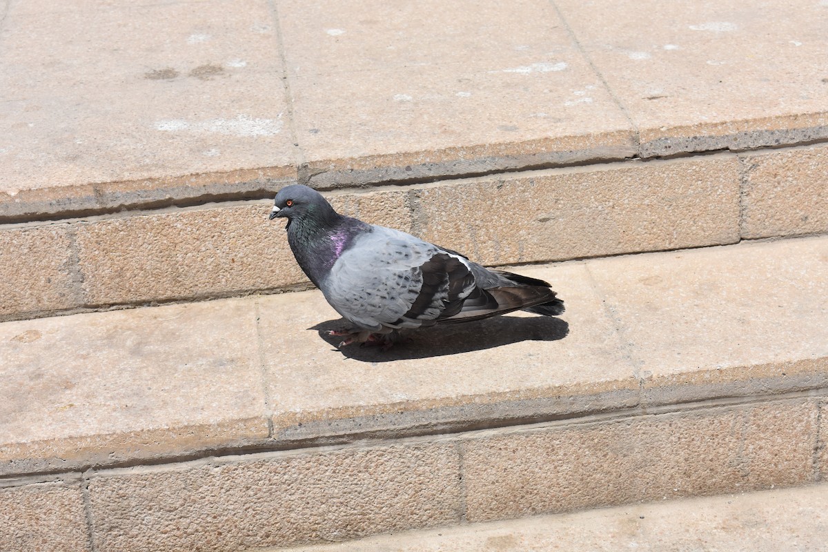 Rock Pigeon (Feral Pigeon) - ML433649211