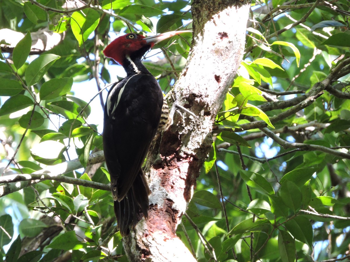 Pale-billed Woodpecker - Manuel Becerril González