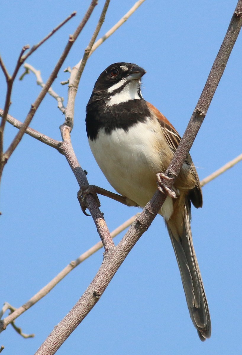 Black-chested Sparrow - ML43366241