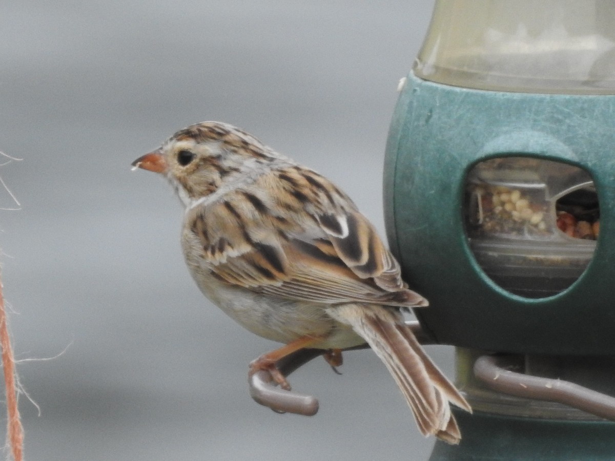 Clay-colored Sparrow - Ronnie Hewlette
