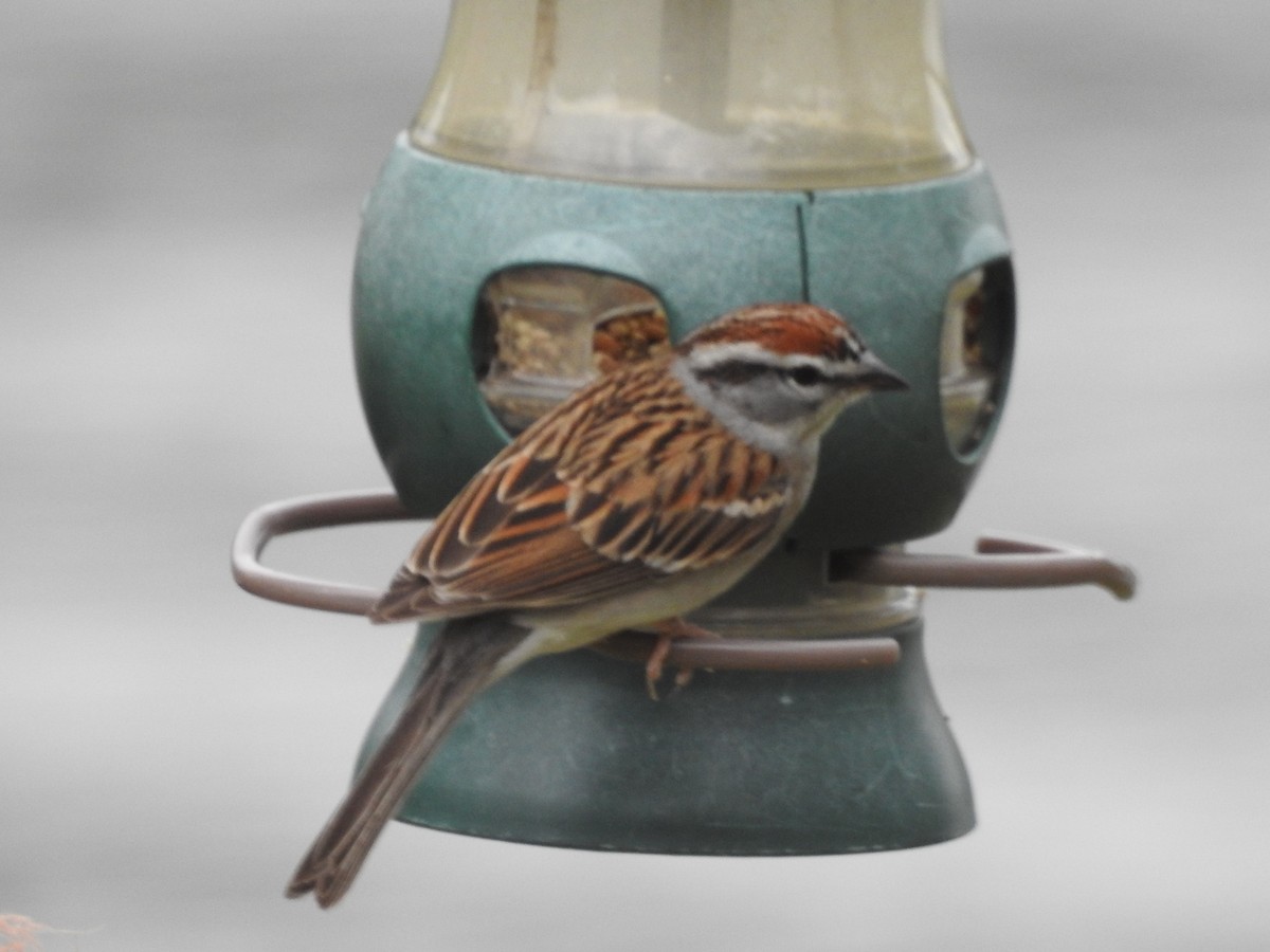 Chipping Sparrow - Ronnie Hewlette