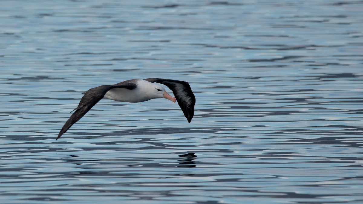 Black-browed Albatross - ML433667531