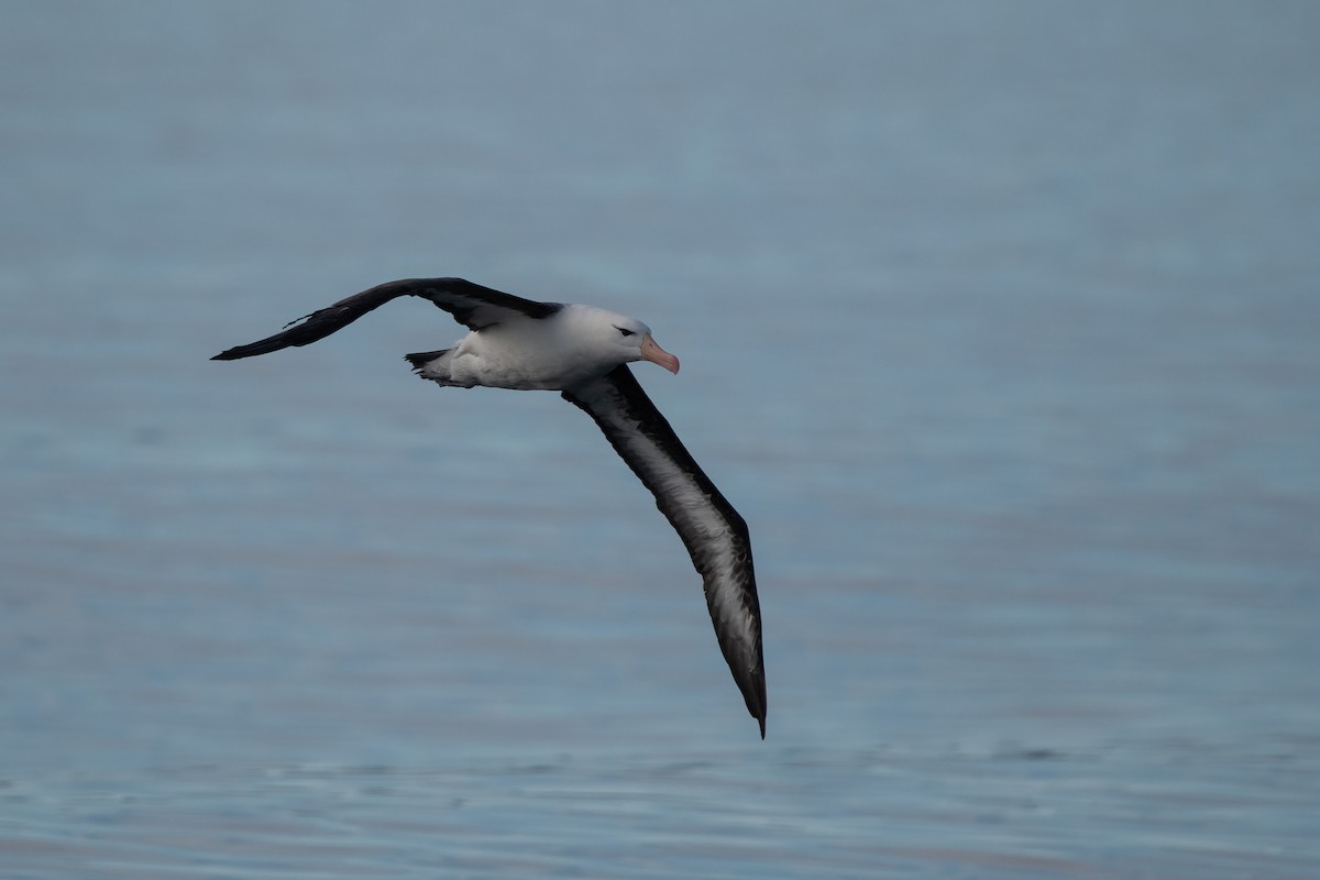 Black-browed Albatross - ML433667591